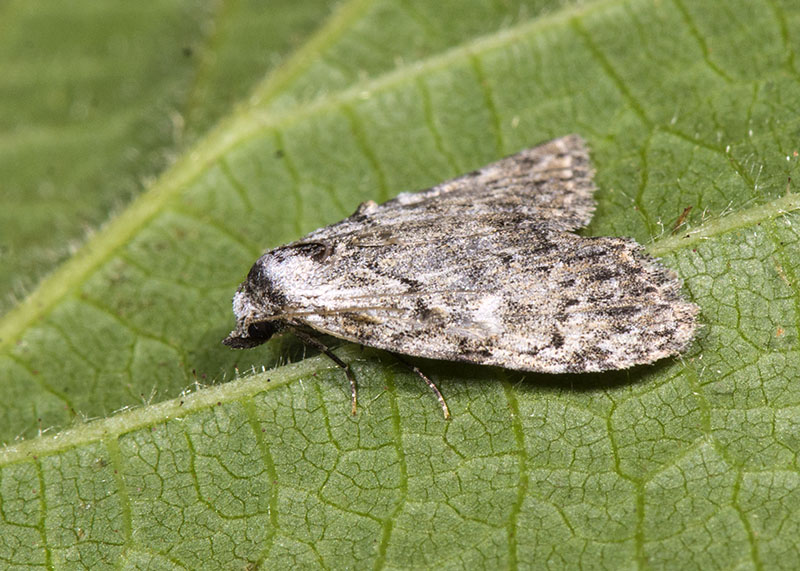 Da determinare - Meganola strigula, Nolidae